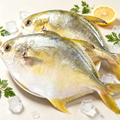 Silver Pomfret